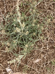 Gamochaeta antillana