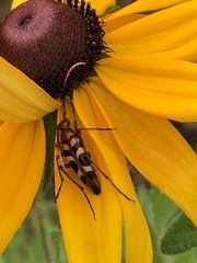 Strangalia sexnotata