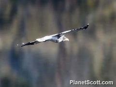 Daptrius carunculatus