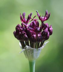 Allium atropurpureum