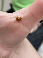 Charidotella sexpunctata