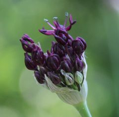 Allium atropurpureum