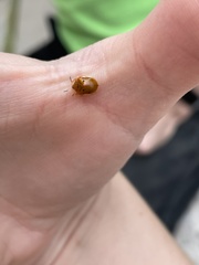 Charidotella sexpunctata