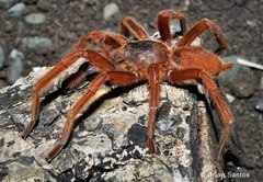 Orphnaecus philippinus