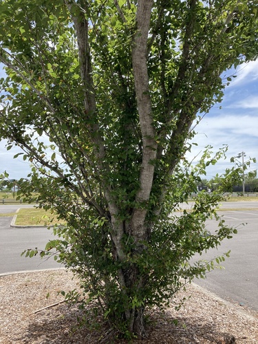 Ulmus americana image