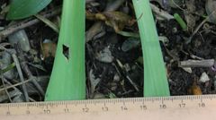 Allium atropurpureum