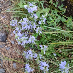 Veronica orsiniana