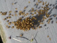 Araneus