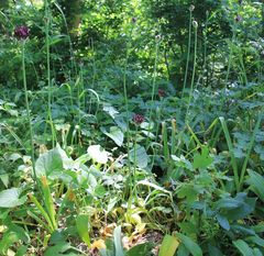 Allium atropurpureum