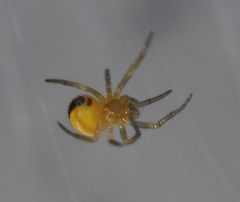 Araneus