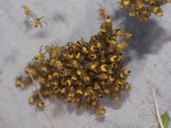 Araneus