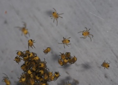 Araneus