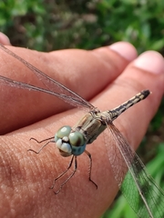 Diplacodes trivialis