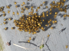 Araneus