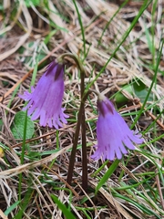 Soldanella
