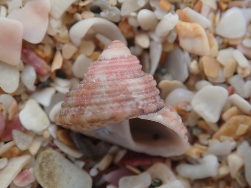 Trochus camelophorus