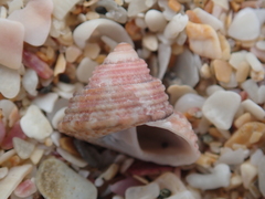 Trochus camelophorus