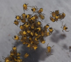 Araneus