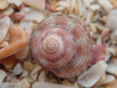 Trochus camelophorus