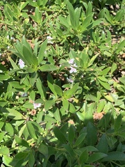 Dyschoriste linearis