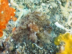 Pericelis cata