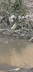 Motacilla citreola