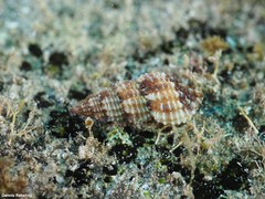 Raphitoma echinata
