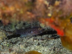 Vanneaugobius canariensis