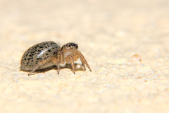 Saitis barbipes