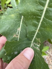 Liriomyza taraxaci