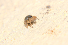Saitis barbipes