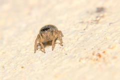 Saitis barbipes