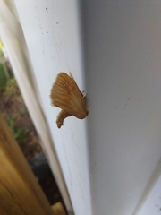 Tortricidia testacea