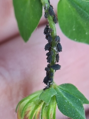 Aphis loti