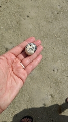 Nerita versicolor