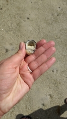 Nerita versicolor