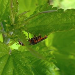 Cantharis rustica