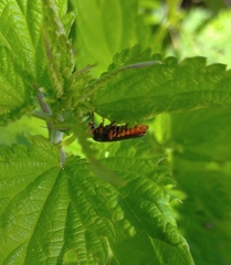 Cantharis rustica