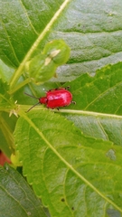 Lilioceris merdigera