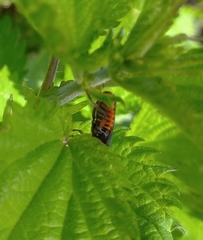 Cantharis rustica