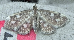 Anania coronata