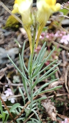 Linaria supina