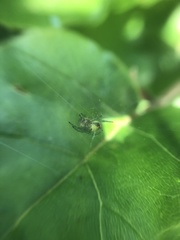 Araniella