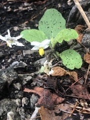 Solanum pumilum