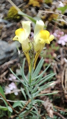 Linaria supina