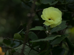 Azanza lampas