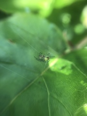 Araniella