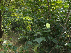 Azanza lampas