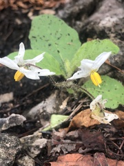 Solanum pumilum