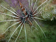 Pterois radiata